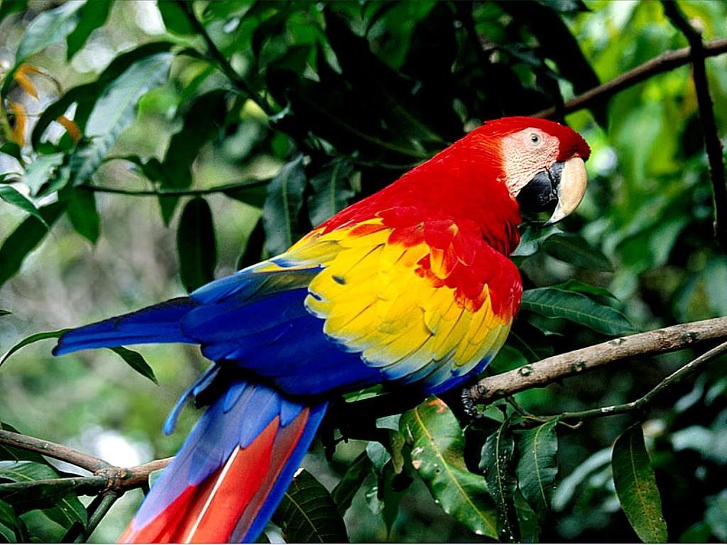 Nature Parrot817409089